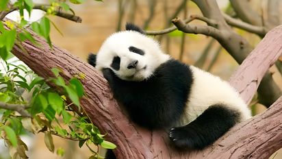 Un recorrido por China y el encanto de los osos panda