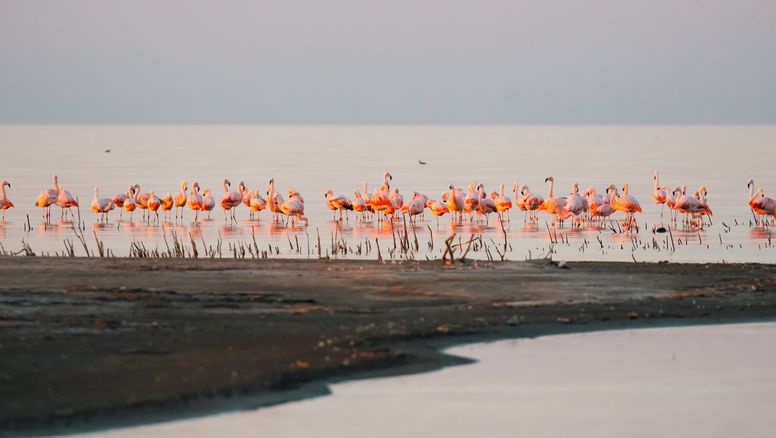 Argentina: el Parque Nacional Ansenuza es el tercero de la provincia de Córdoba y alberga los tres tipos de flamencos que se encuentran en Sudamérica además de alojar el quinto lago salado más grande del mundo.