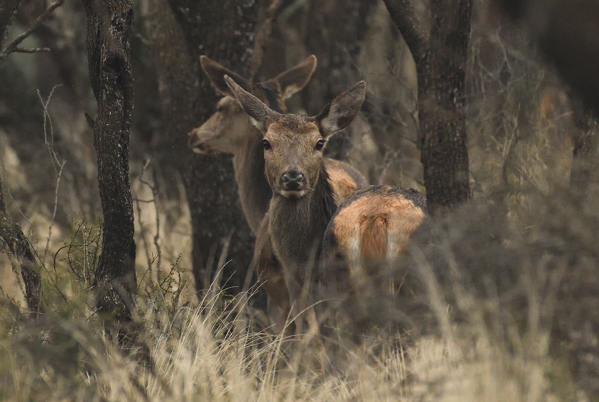 El Tribunal de Cuentas de La Pampa advirtió al secretario de Turismo, Saúl Echeveste, por fraccionar compras directas para el Parque Luro, violando normas de contratación pública.