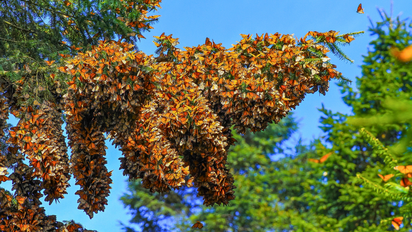 Michoacán: conoce todo de la temporada de mariposa monarca