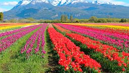 altText(Descubrí el increíble campo de tulipanes de la Patagonia que abre sus puertas en octubre)}