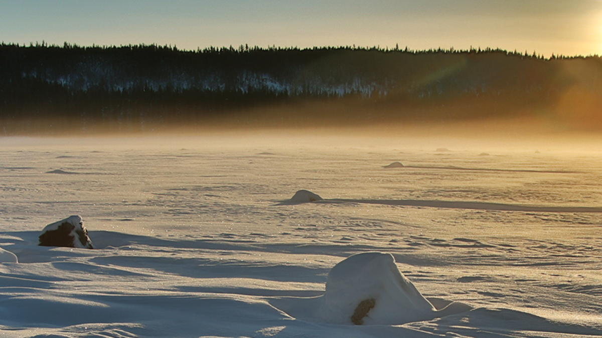 El Parque Nacional Wood Buffalo es el más grande de Canadá con 44 mil 807 km cuadrados.