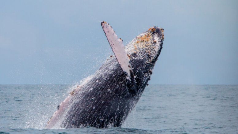 En Bahía Solano puedes avistar ballenas jorobadas en las vacaciones de mitad de año.
