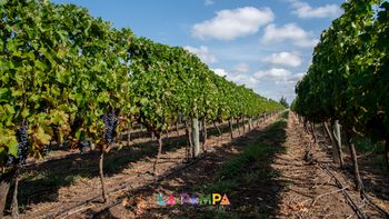 Una de las nuevas propuestas de La Pampa es el enoturismo, con la existencia de viñedos y bodegas.