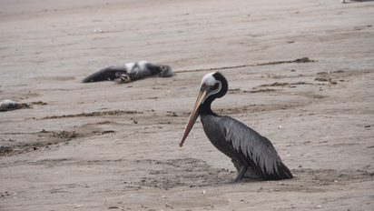 El Servicio Nacional de Sanidad Agraria (Senasa) estableció la emergencia sanitaria en todo el territorito nacional.