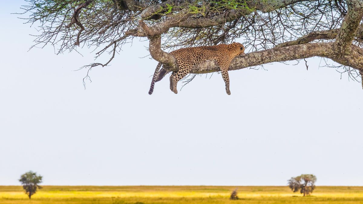 World Experiences by Pe-Tra Operadora inivita a safaris en Kenia y Tanzania.