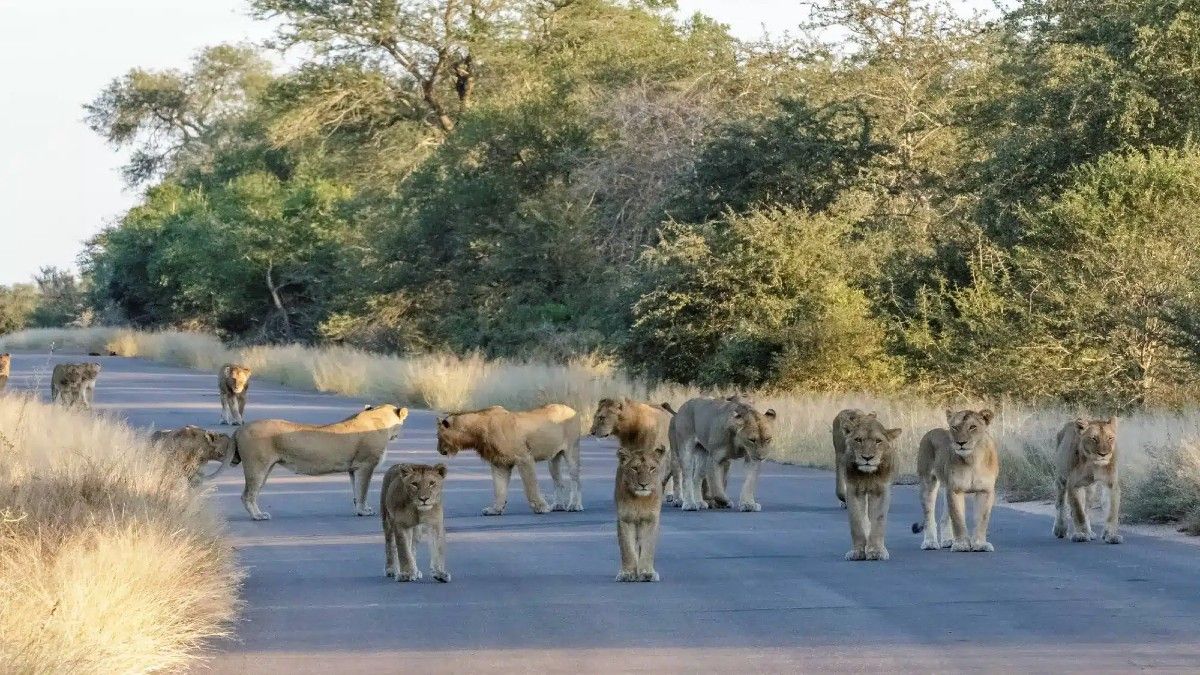 Conoce algunas de las opciones de safaris en África que existen desde México.