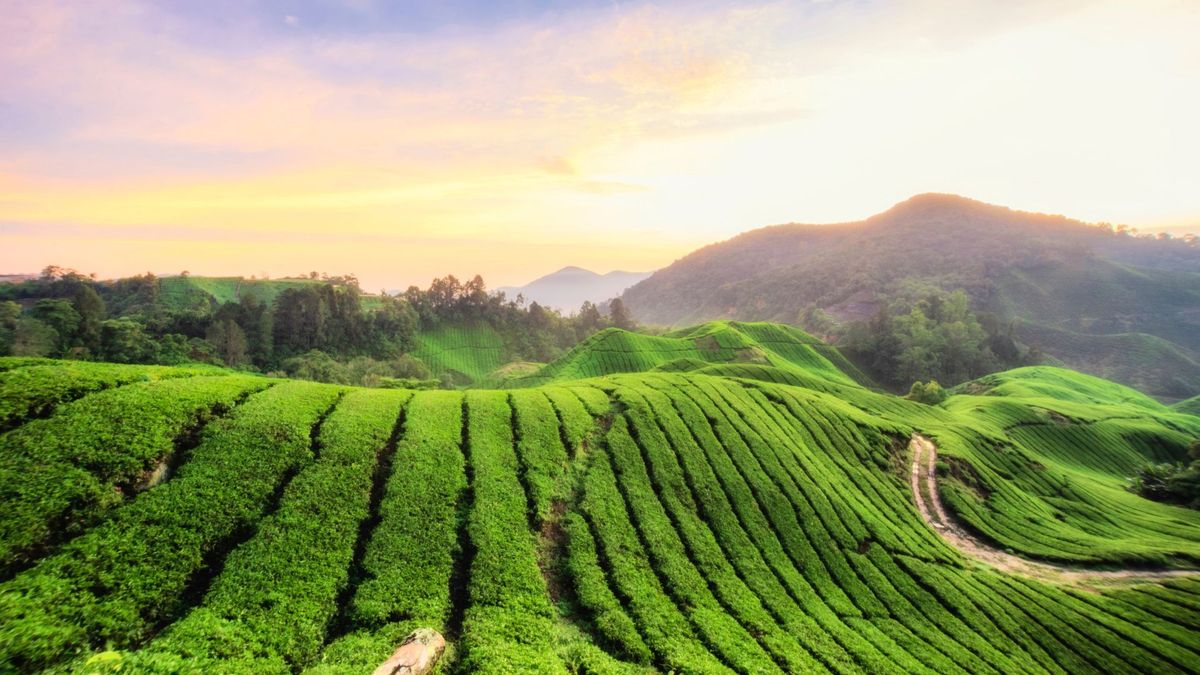 Las plantaciones de arroz en Malasia