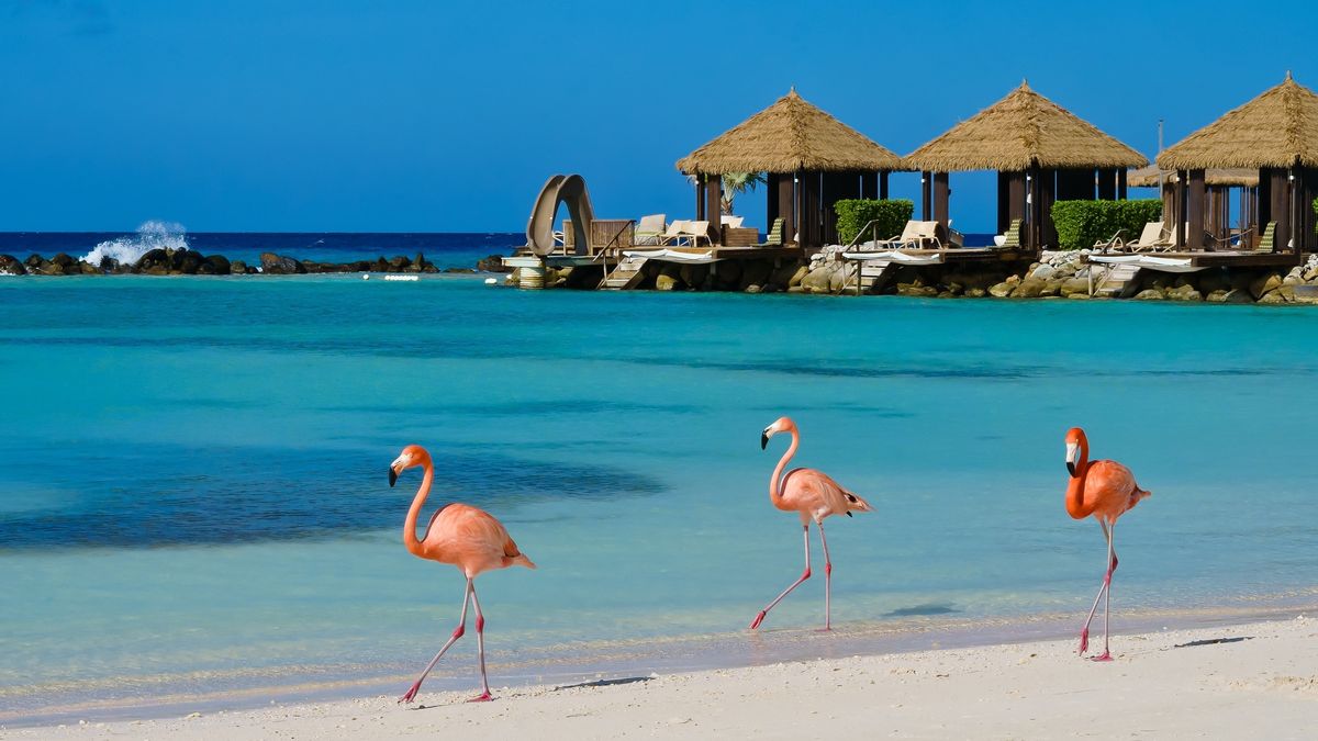 Eagle Beach en Aruba es el paraíso perfecto para relajarse con su arena blanca y aguas turquesas. Eagle Beach en Aruba es el paraíso perfecto para relajarse con su arena blanca y aguas turquesas.