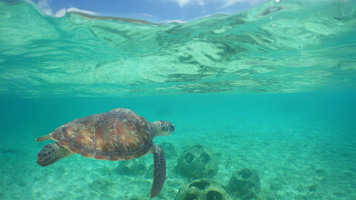 Vacaciones en el Caribe: el buceo es una de las actividades imperdibles en Curazao.&nbsp;