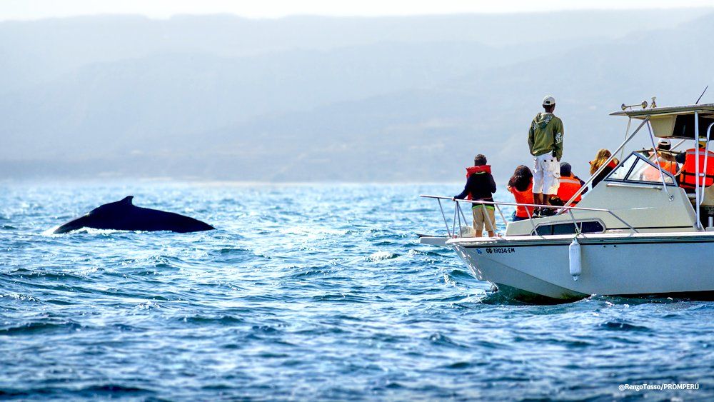 Vacaciones de invierno en el Norte de Perú: en Piura se pueden avistar ballenas de julio a noviembre.&nbsp;