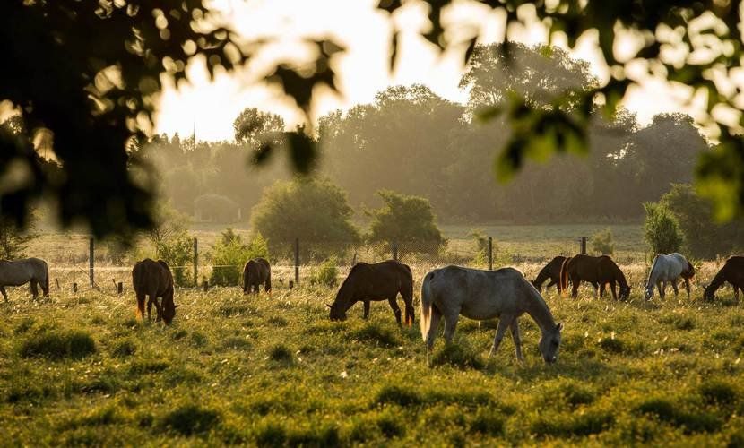 Turismo Rural de Argentina destacará en Festuris Connection Experience.