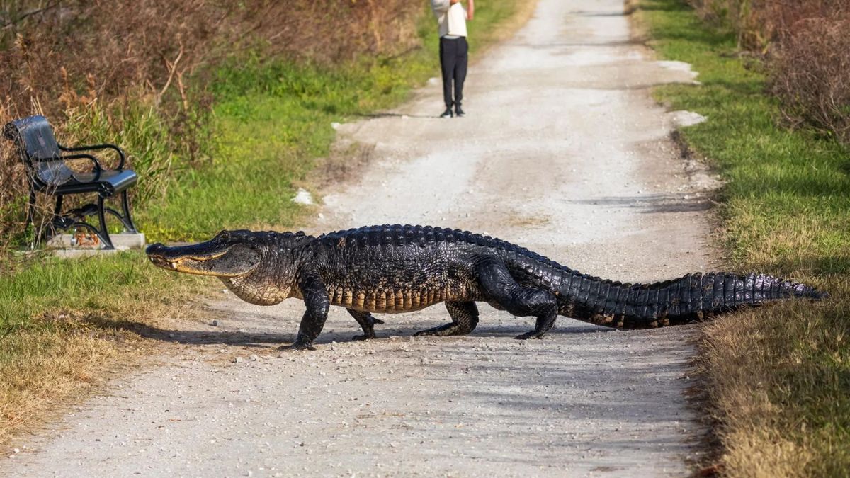 Circle B Bar Reserve es famosa por ser el hogar de cientos de caimanes. Circle B Bar Reserve es famosa por ser el hogar de cientos de caimanes.