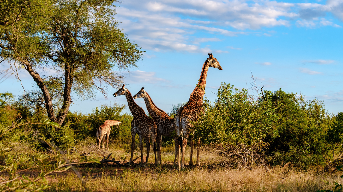 El Parque Nacional Kruger es uno de los mejores destinos del mundo para ver a los “Big Five” en libertad.