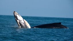 Piura busca recuperarse con avistamiento de ballenas.