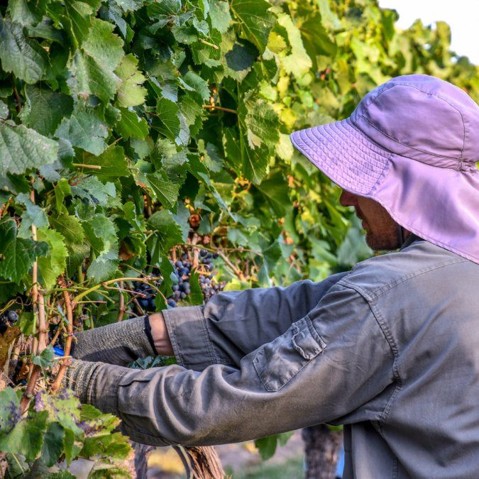 La “Ruta del Vino Pampeano” es un recorrido que invita al viajero a apreciar las primeras bodegas enoturísticas de La Pampa.