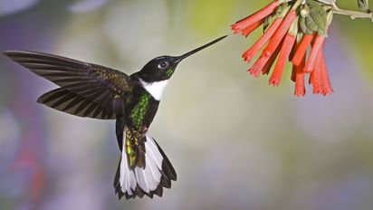 Mindo es un destino que alberga una gran diversidad de aves.