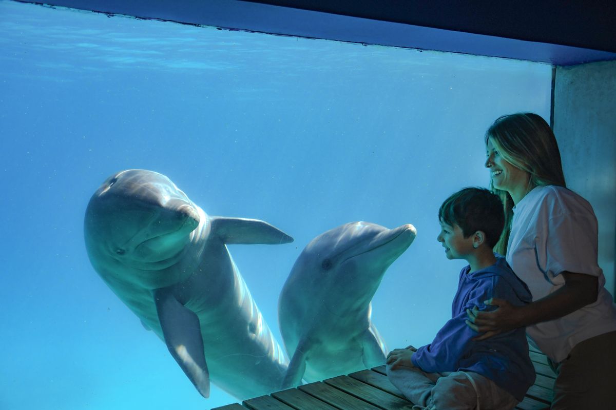 Verano en Argentina: Mundo Marino siempre es un buen plan para ir con niños. Ahora tiene nuevas atracciones.