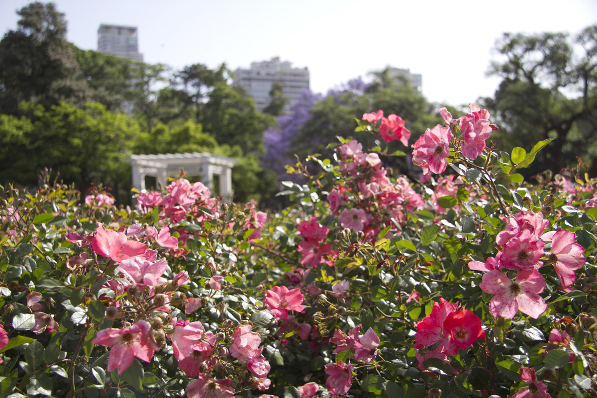 Buenos Aires: Rosedal de Palermo, un jardín de ensueño en el corazón de la ciudad