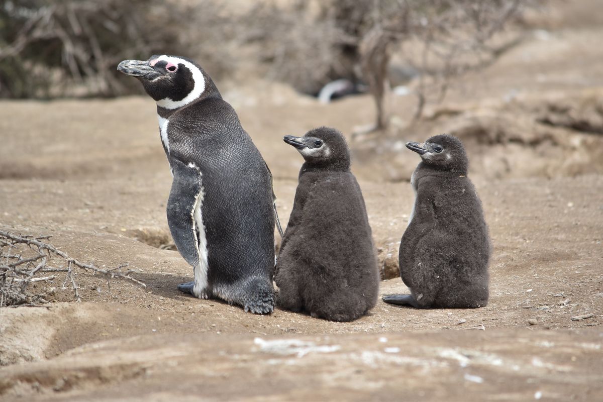 Chubut: en Caleta Valdés se puede apreciar a los pingüinos de Magallanes desde septiembre hasta abril.
