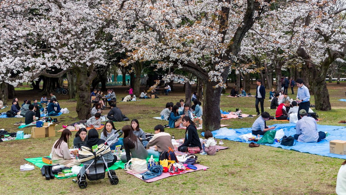 El Parque Hirosaki en Jap&oacute;n es famoso por sus millas de cerezos reflejados en el foso del castillo. Y en ocasiones es uno de los m&aacute;s masificados de la zona.&nbsp;