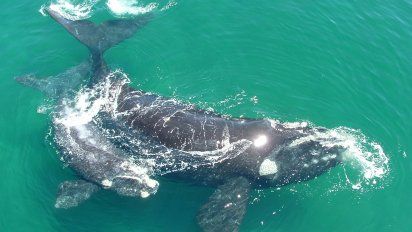 Puerto Madryn ya comenzó a recibir los primeros ejemplares de ballenas.