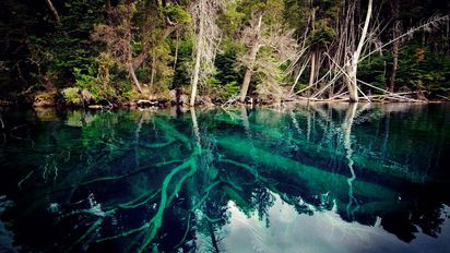 Descubrí el increíble bosque sumergido, una maravilla de la Patagonia que tenés que conocer