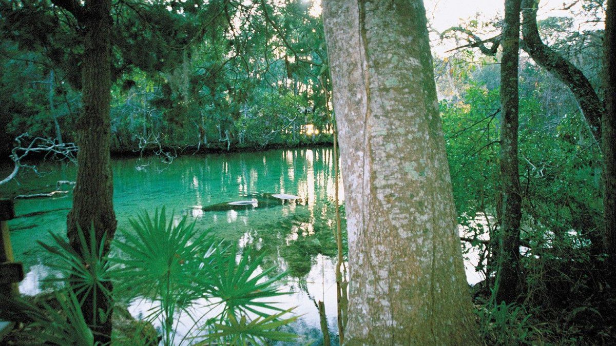 Crystal River permite el avistamiento de “vacas marinas” y manatíes en el Parque estatal de vida silvestre Ellie Schiller Homosassa Springs. 