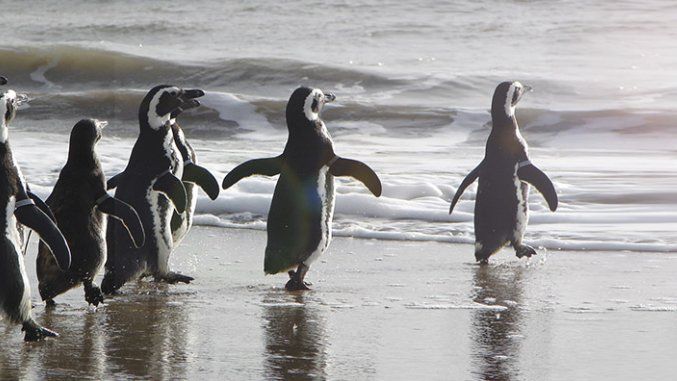 Verano en la Costa Atlántica: Mundo Marino ofrece  packs grupales desde 4 hasta 8 personas con un 35% de descuento y promociones 2x1 de lunes a viernes.