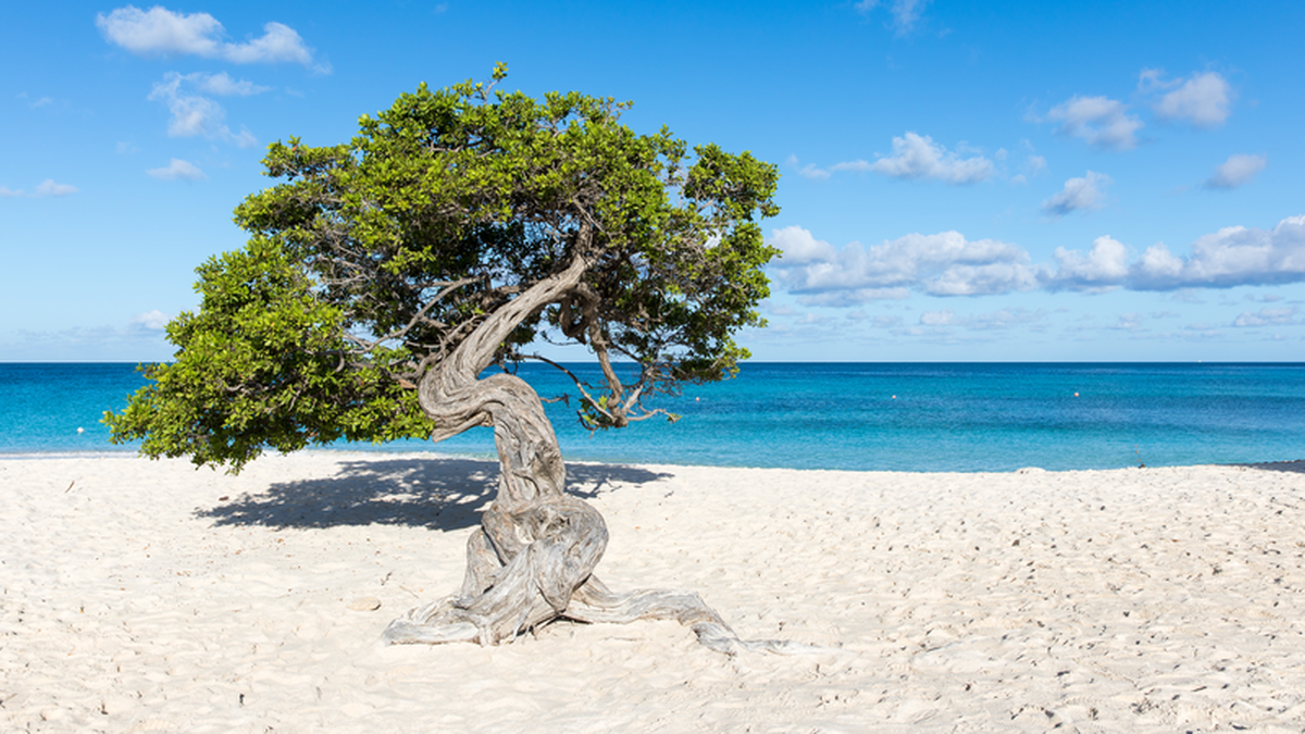 Aruba: Eagle Beach, la mejor playa según Tripadvisor