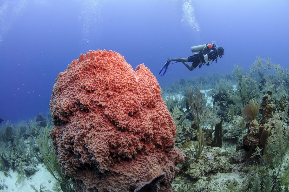 La barrera de coral de Belice –la más grande y viva del hemisferio norte– fue designada Patrimonio de la Humanidad por Unesco.