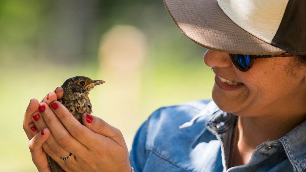 Colombia reafirma su liderazgo mundial en avistamiento de aves y se posiciona como un destino ideal para los viajeros amantes de la naturaleza.