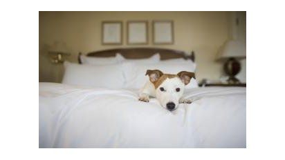 Hoteles y restaurantes pet friendly