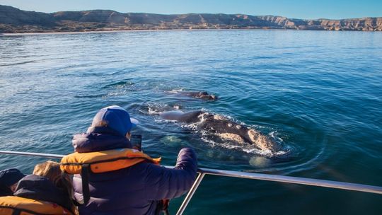 Cada temporada, el avistamiento de ballenas convierte al Pacífico colombiano en uno de los destinos de naturaleza más fascinantes del país.