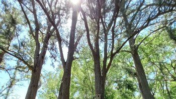 Escapadas en Buenos Aires: descubrí el mágico pueblo del millón de árboles
