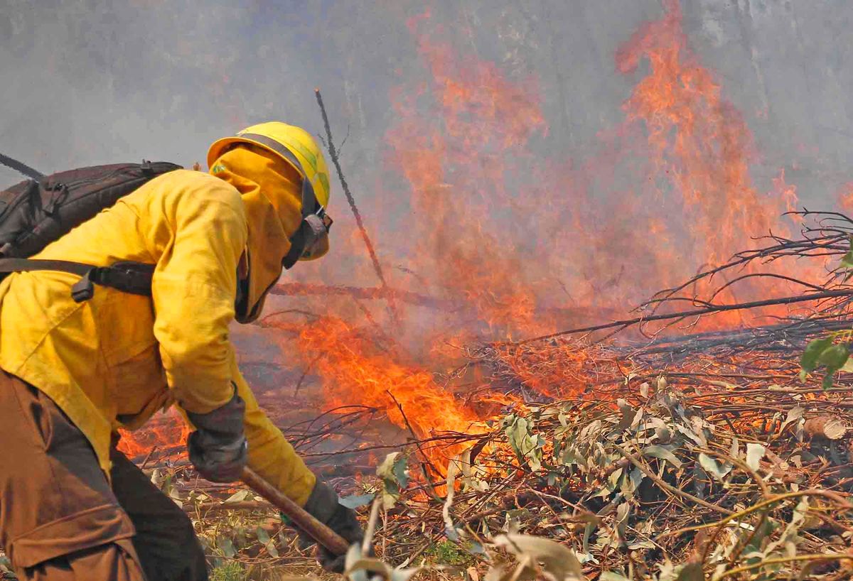 Los incendios en la Región de Ñuble han afectado al sector viñatero. 