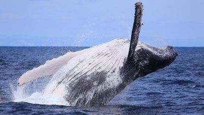 Te presentamos 5 sitios en Ecuador donde podrás disfrutar del avistamiento de ballenas.