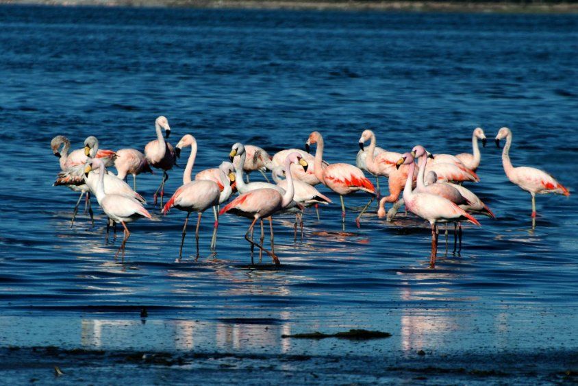 Parque Nacional Ansenuza, Córdoba.