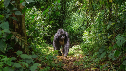 Descubre por qué elegir Uganda como tu destino de safaris en África.