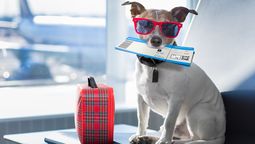 Viajar con tus mascotas es una gran experiencia.