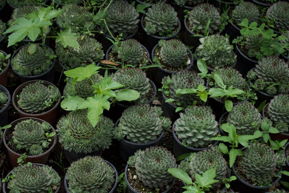 Xochimilco es conocido también por sus numerosos viveros, los más grandes de CDMX&nbsp;