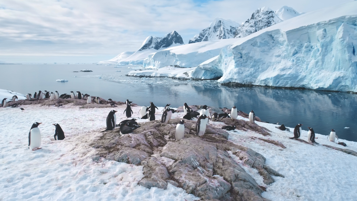 Toma un crucero de 10 días por la Antártida que parte desde Ushuaia.