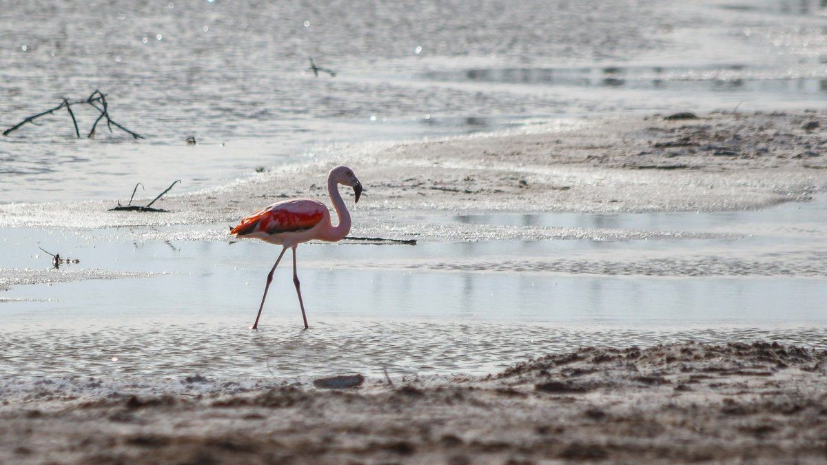 Vacaciones de invierno en la Provincia de Buenos Aires: en el Lago Epecuén se genera un fenómeno natural único. 