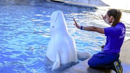 SeaWorld Orlando, vocación para el cuidado y el bienestar animal.