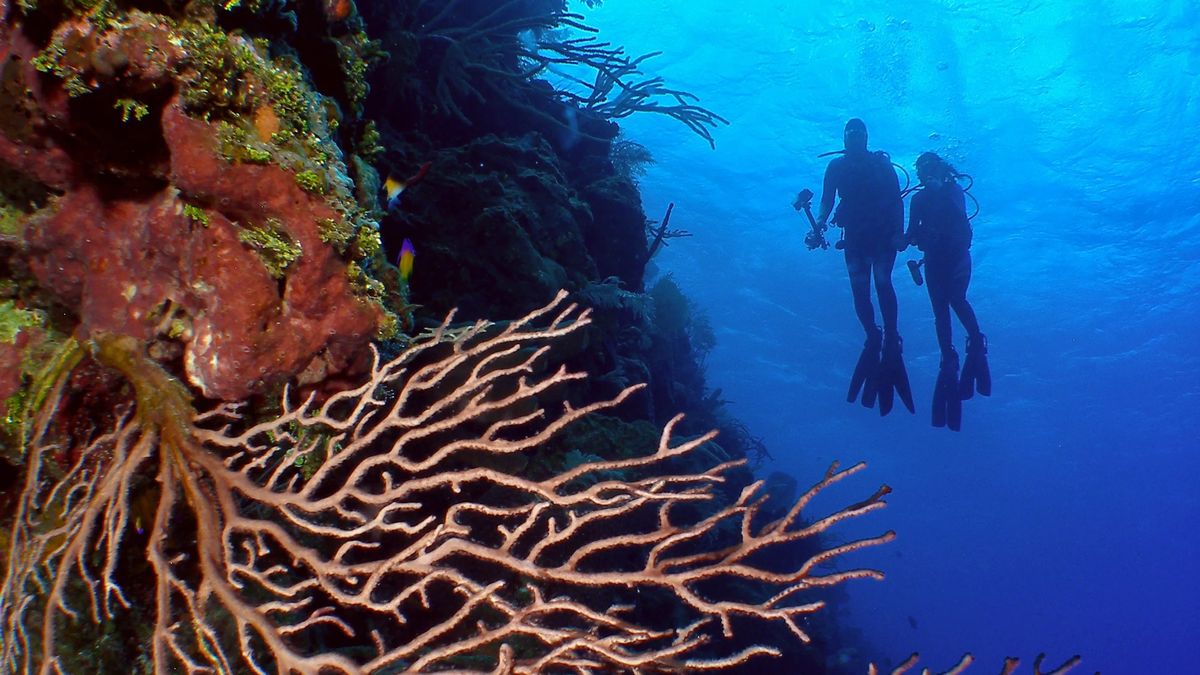 Las Islas Caimán combinan estándares elevados tanto en seguridad urbana como en protección al turista, lo que lo posiciona como una de las islas más seguras del Caribe. Las Islas Caimán combinan estándares elevados tanto en seguridad urbana como en protección al turista, lo que lo posiciona como una de las islas más seguras del Caribe.