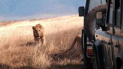 King Midas invita a conocer la naturaleza salvaje de África.