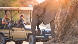 Zimbabue es un destino de primer nivel para los safaris.