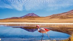 altText(Descubriendo los salares de Chile: una riqueza natural y cultural del norte del país)}