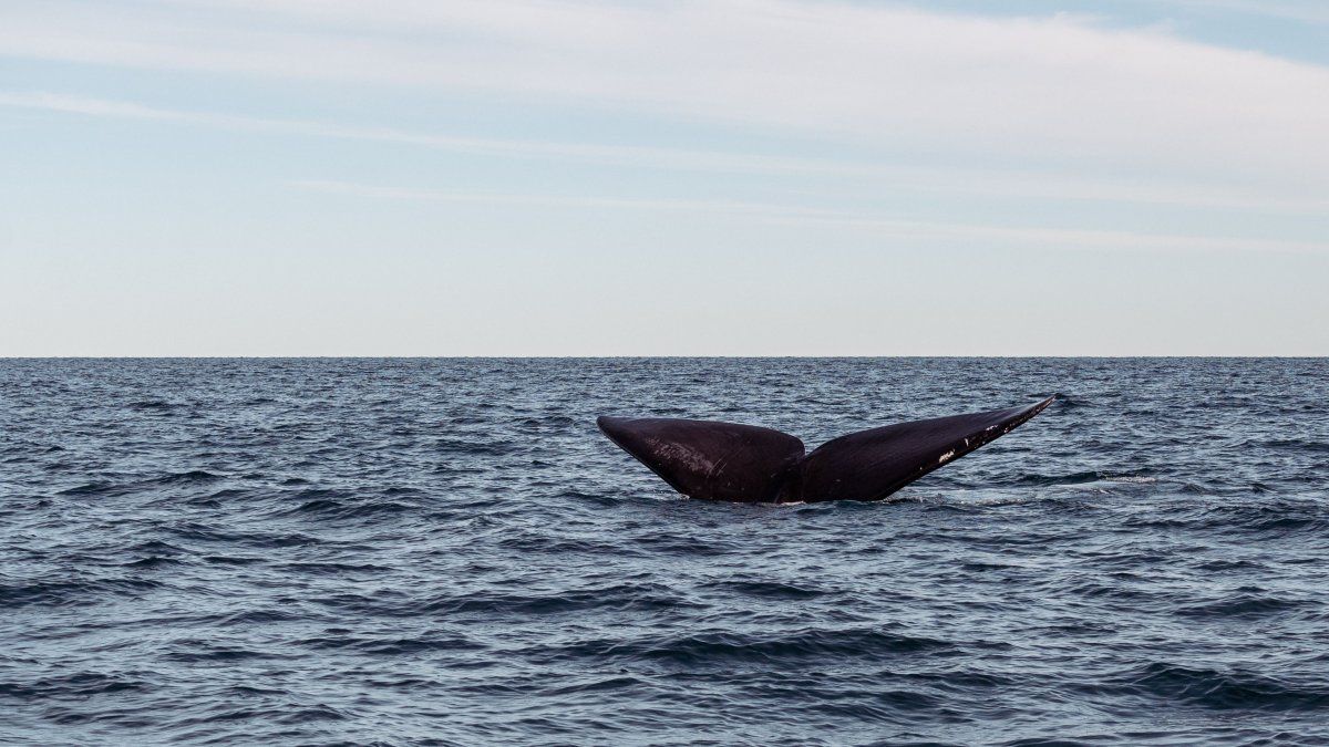 Vacaciones de invierno enBuenos Aires: antes ver ballenas era un privilegio de quienes viajaban al sur,hoy se vuelve una posibilidad más cercana.&nbsp;