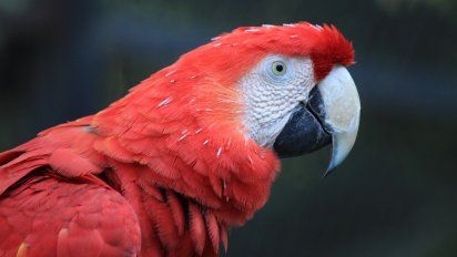 En el Día Mundial del Medio Ambiente celebramos la reintroducción del guacamayo rojo al norte de Argentina.